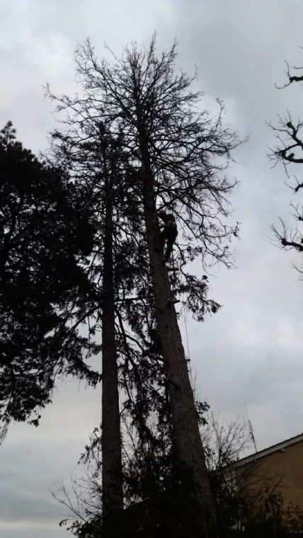 À qui s’adresser pour élaguer un arbre qui déborde chez le voisin ?, Belleville-en-Beaujolais, Nature en Beaujolais