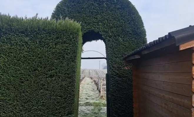 Taille de haie, Belleville-en-Beaujolais, Nature en Beaujolais